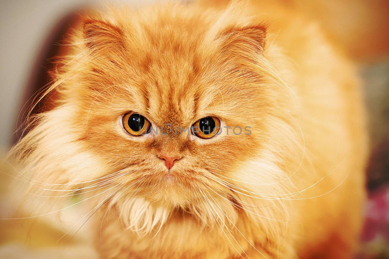 close up picture of a red persian cat