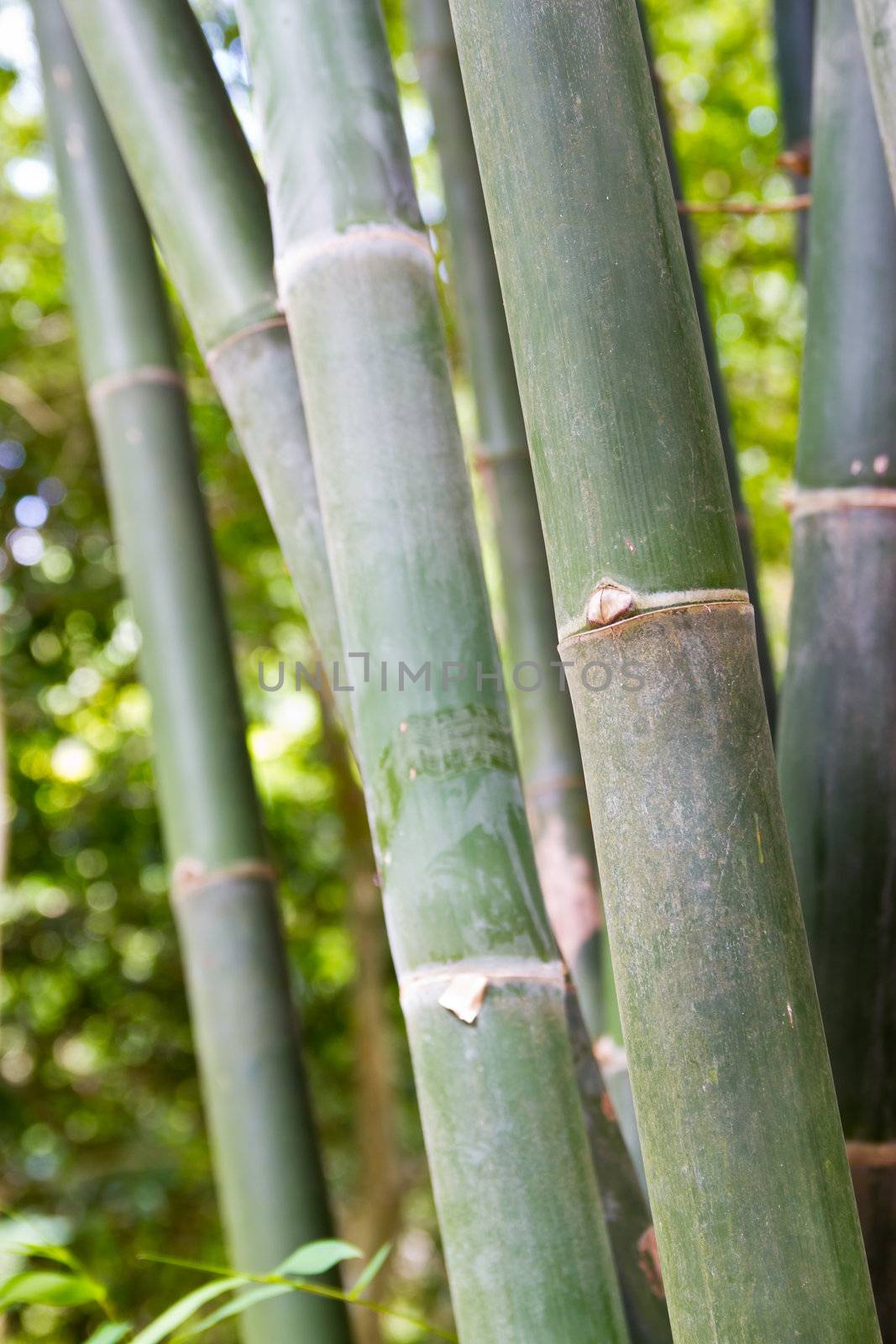 bamboo grove. Can be used as background  by wasan_gredpree