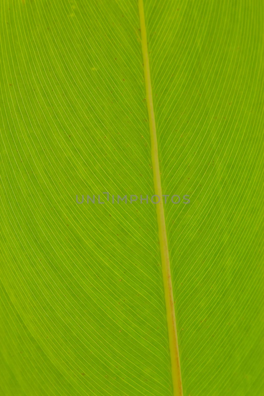 fresh green leaves at chonburi thailand.