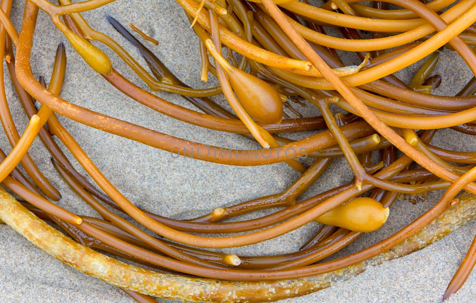 Kelp Washed Ashore in California