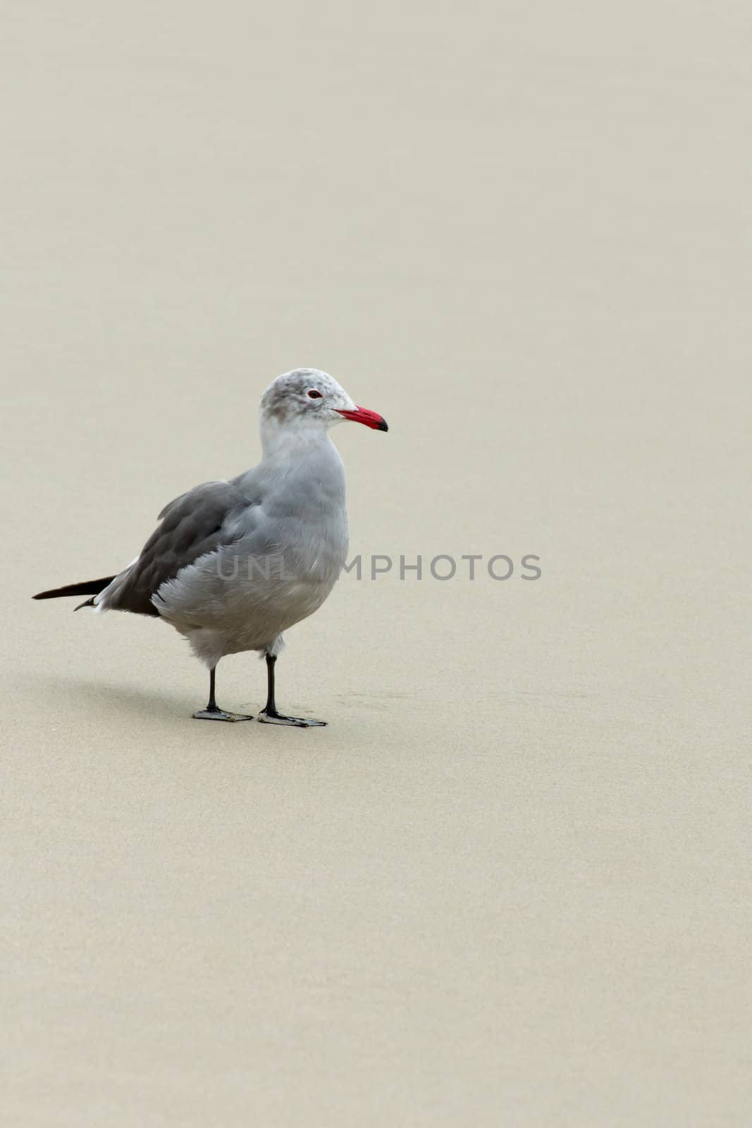 Heermann's Gull Walking on Sand Beach