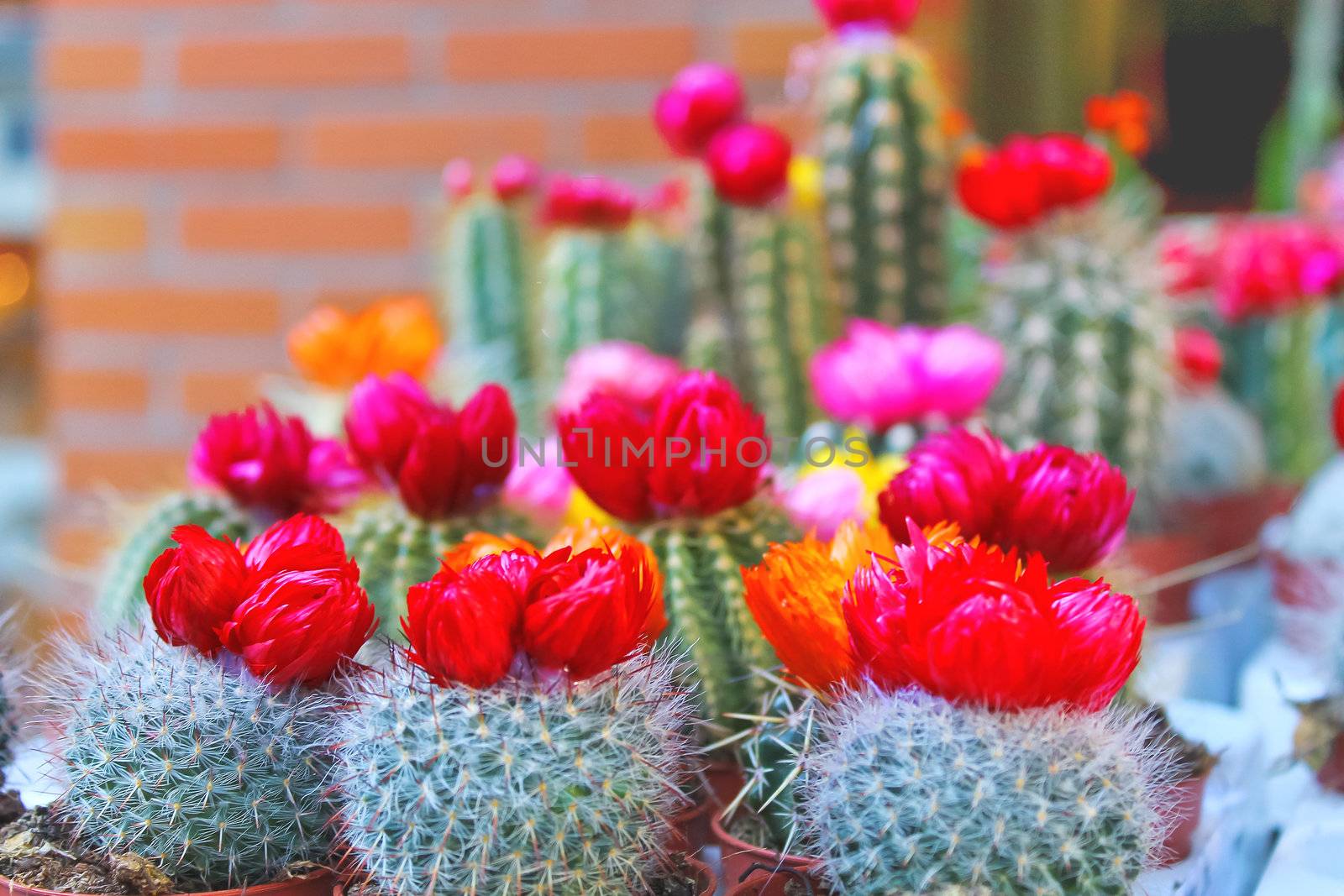 Flowering cacti in pots in a shop window by NickNick