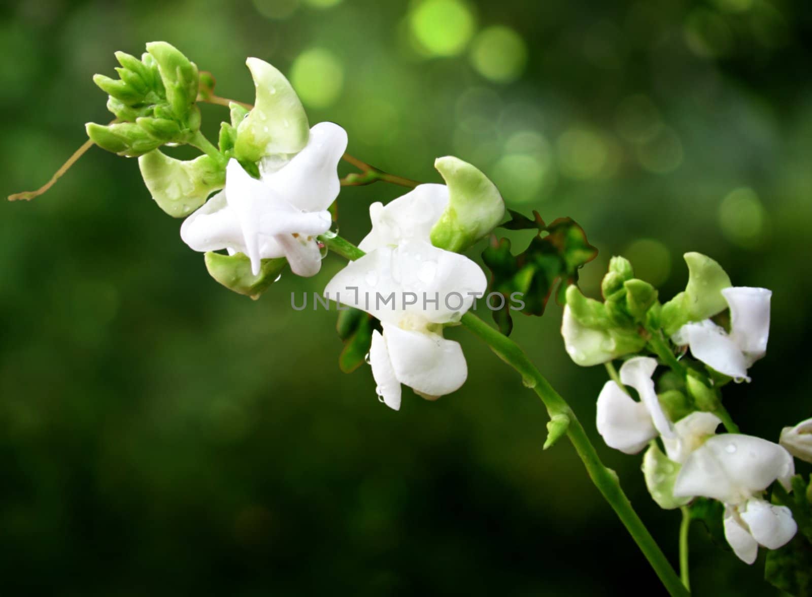 green beans (Phaseolus vulgaris) flower by lkant