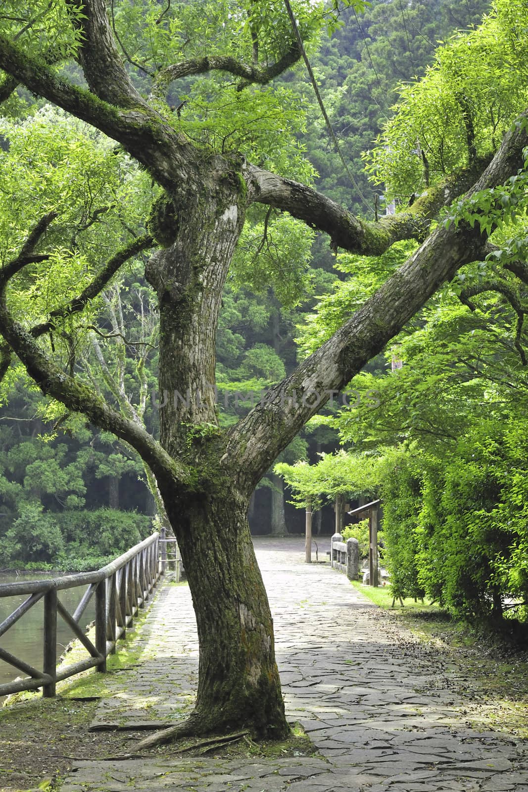 green fresh camphor tree in Japanese park by summer