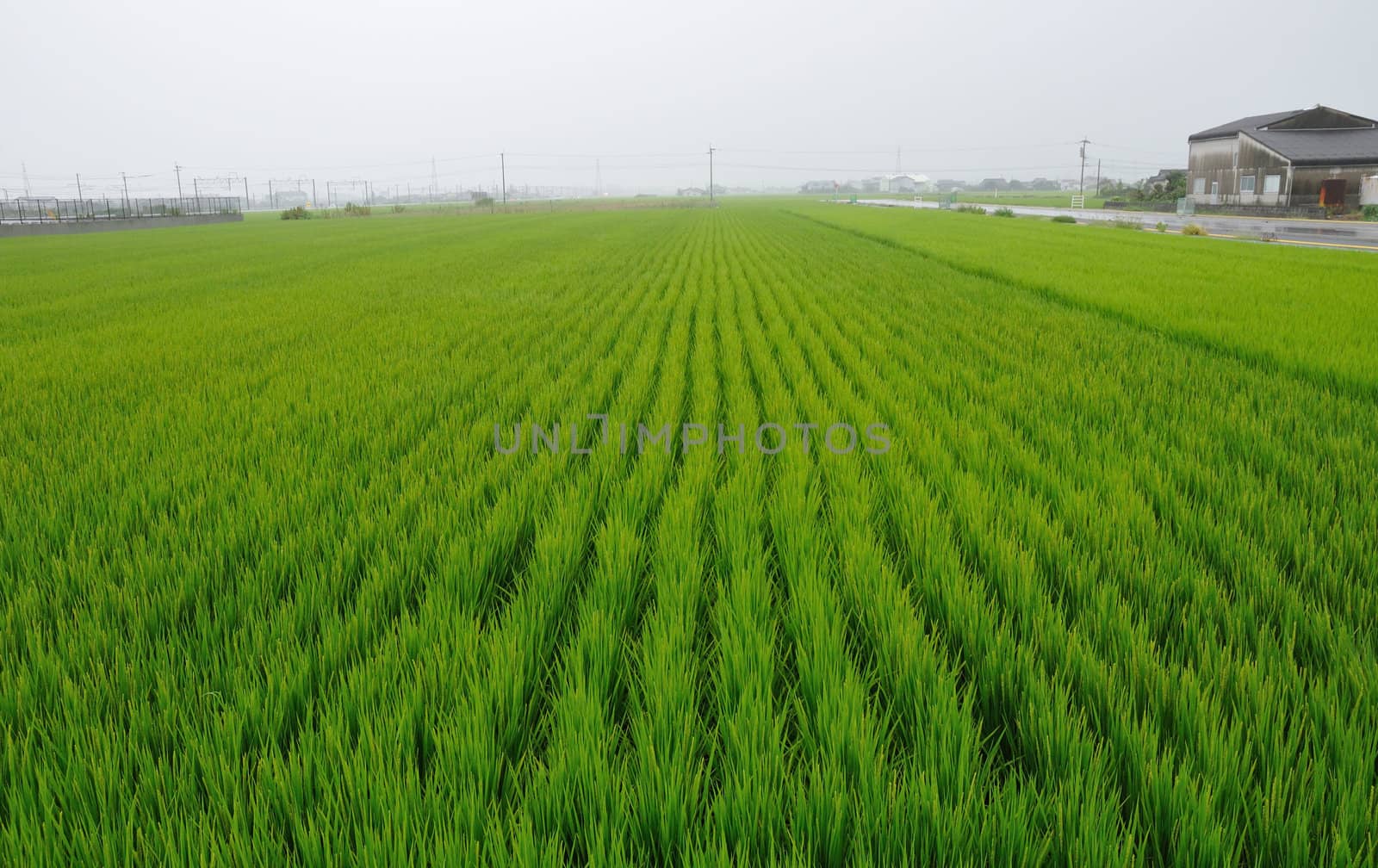 rice field by yuriz