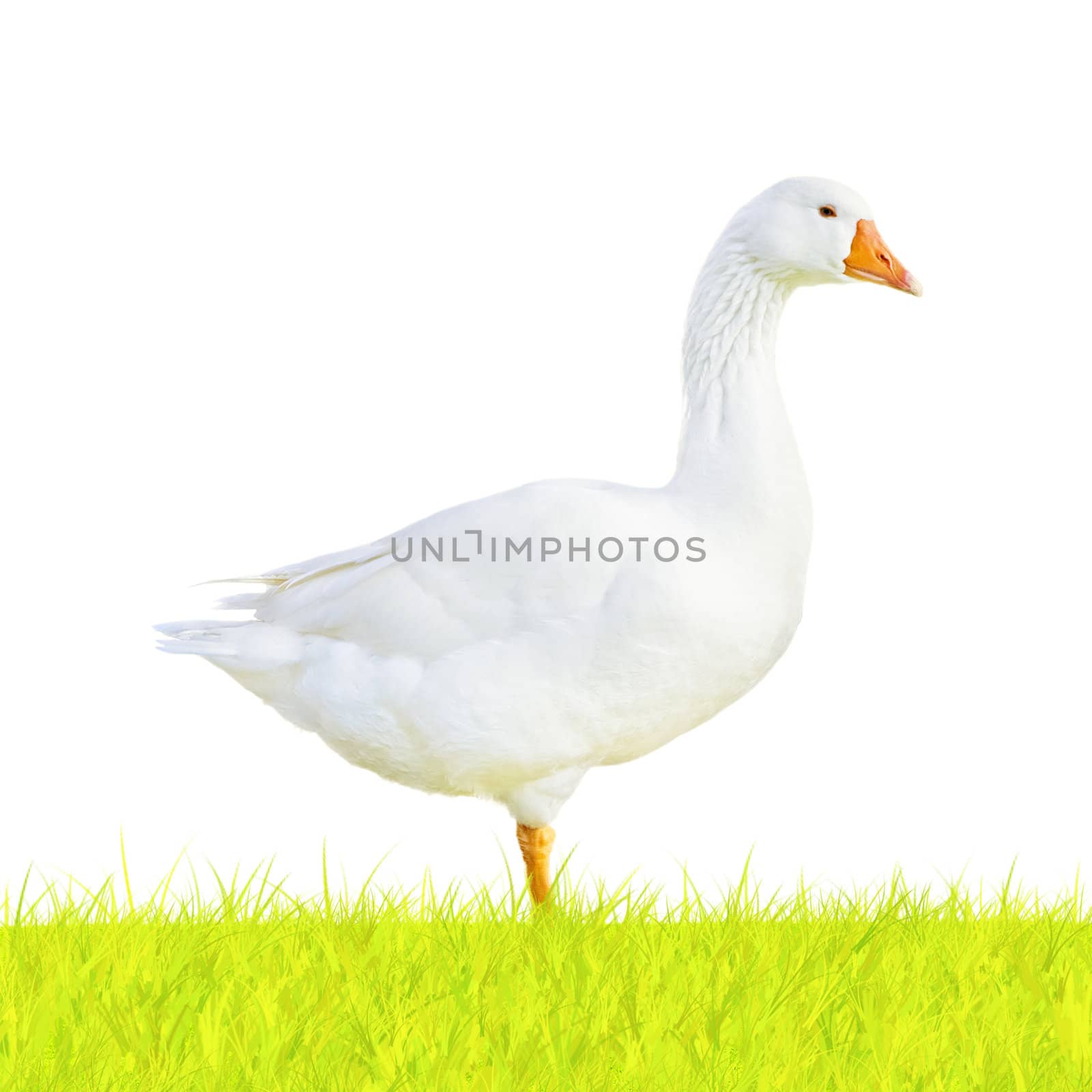 goose on green meadow isolated on white background