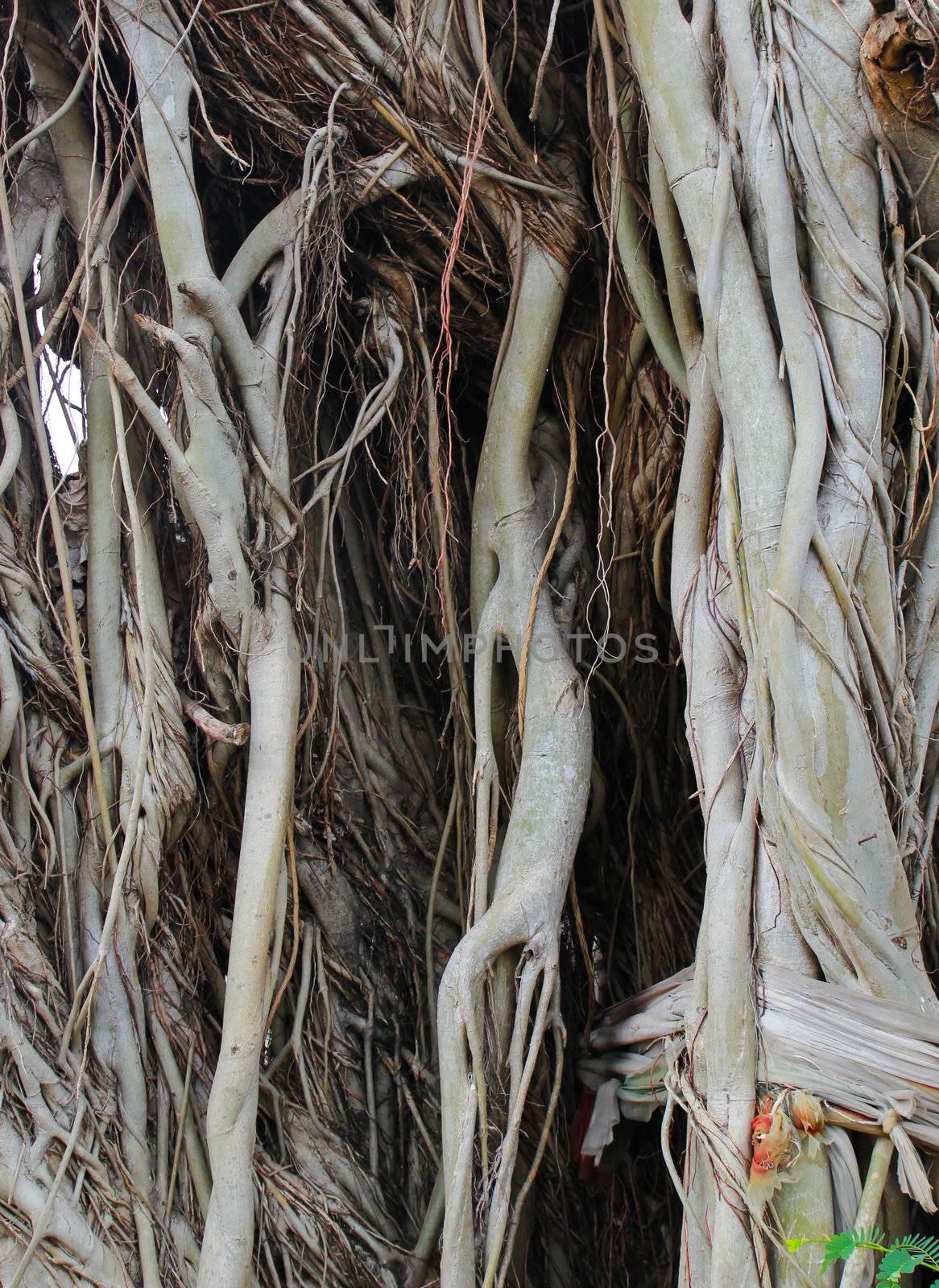 Closeup of tree trunk texture