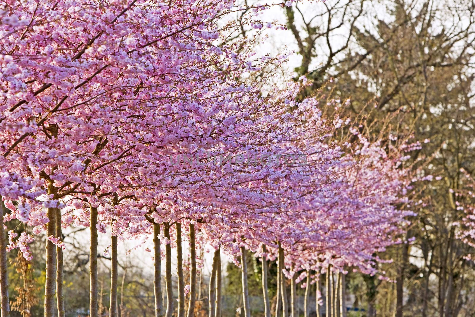 cherry trees with pink blossoms in spring