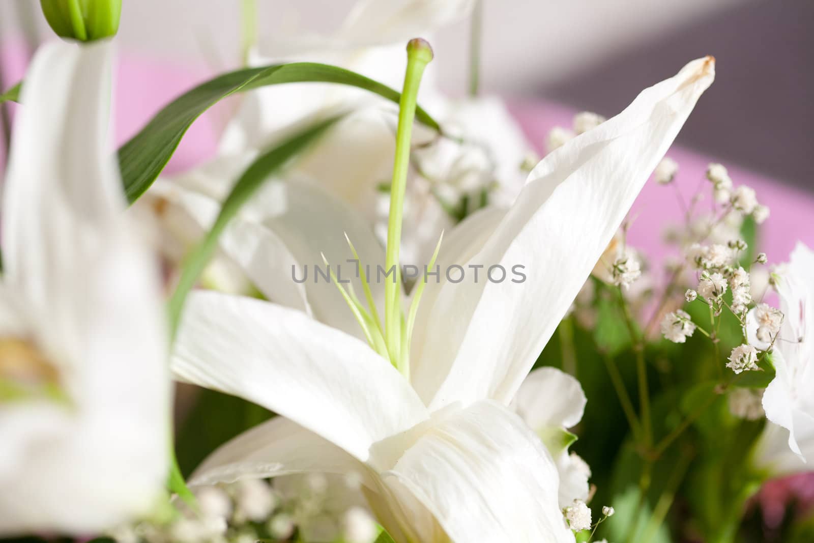 lily flower as a background by vsurkov