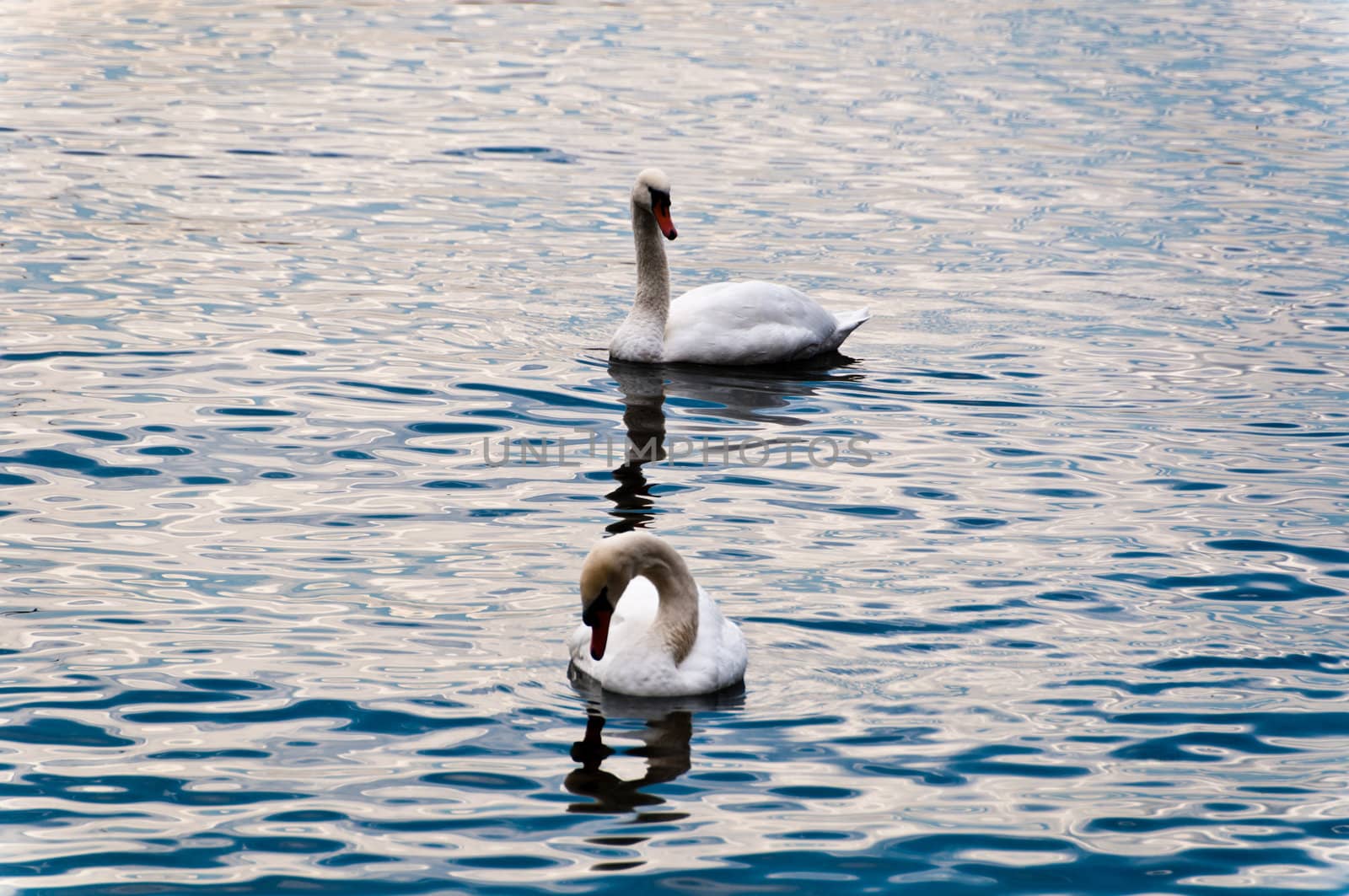 2 Swans in Lake Constance during a day in fall with typical light