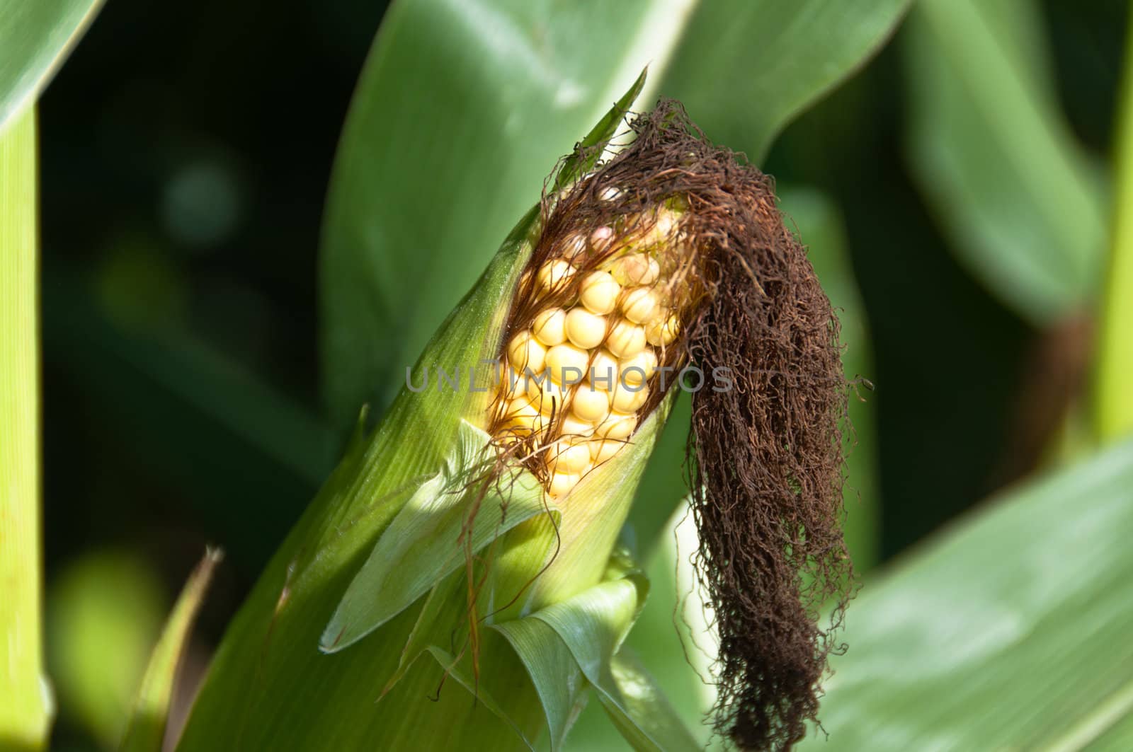 Closeup of ripe corn vegetable still on plant