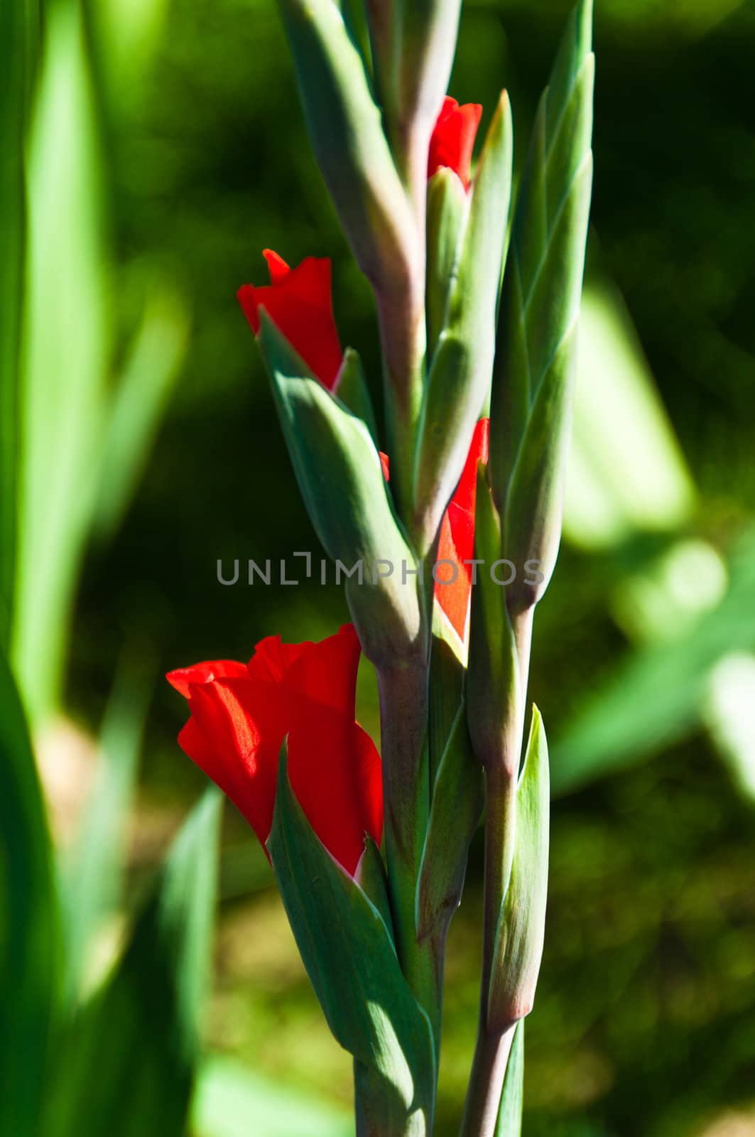 Closeup on red gladiolus flower still in garden