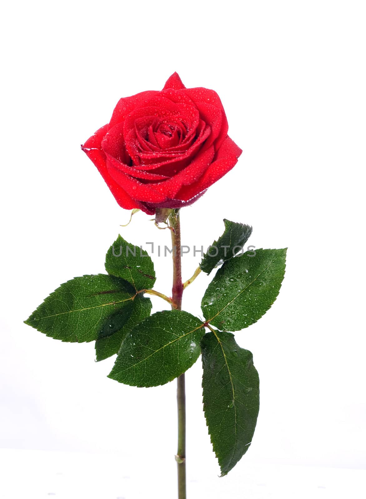 Red rose isolated on white background