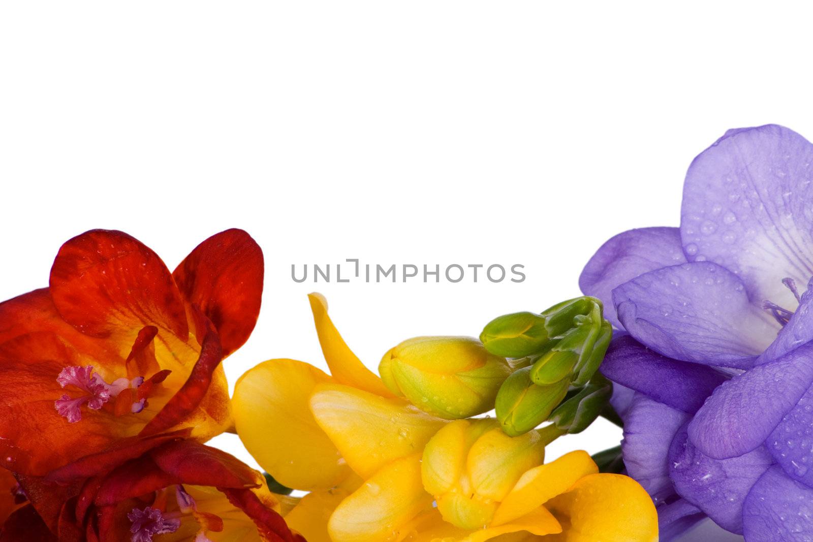 Beautiful freesia different colors isolated on white background