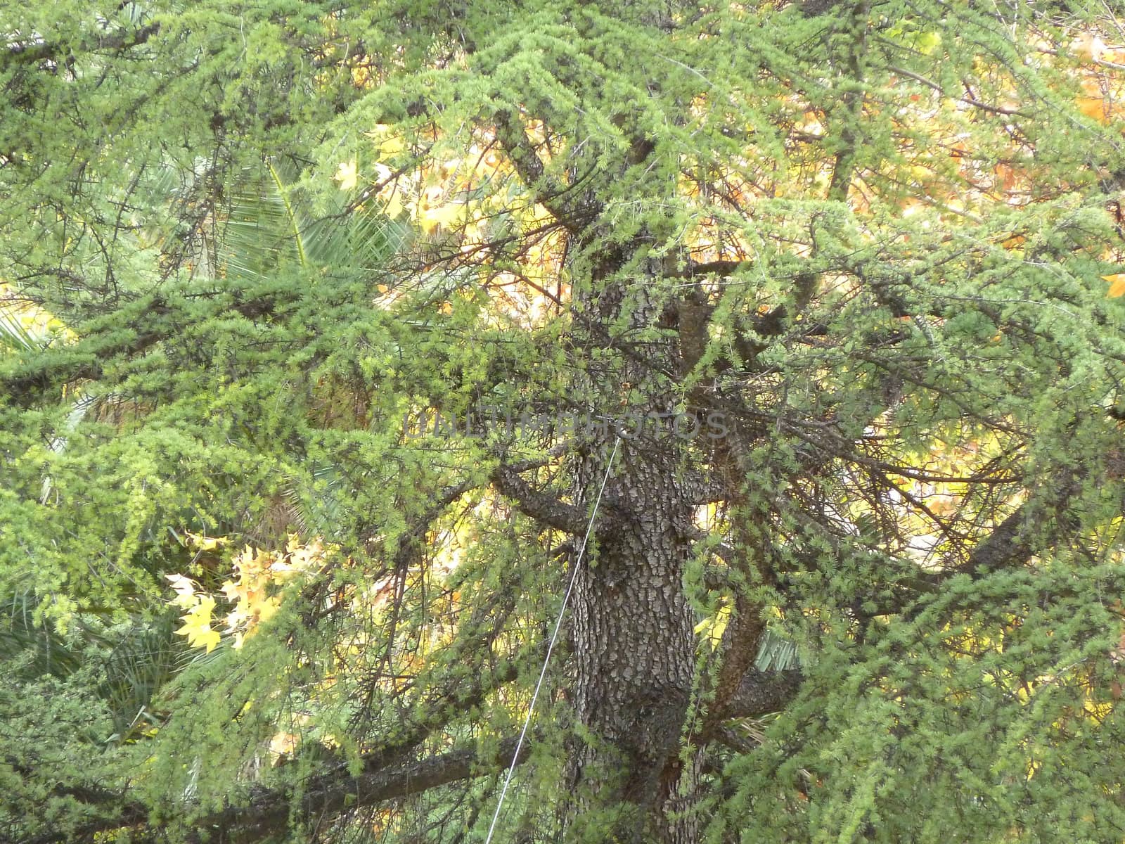 green pine tree as a background