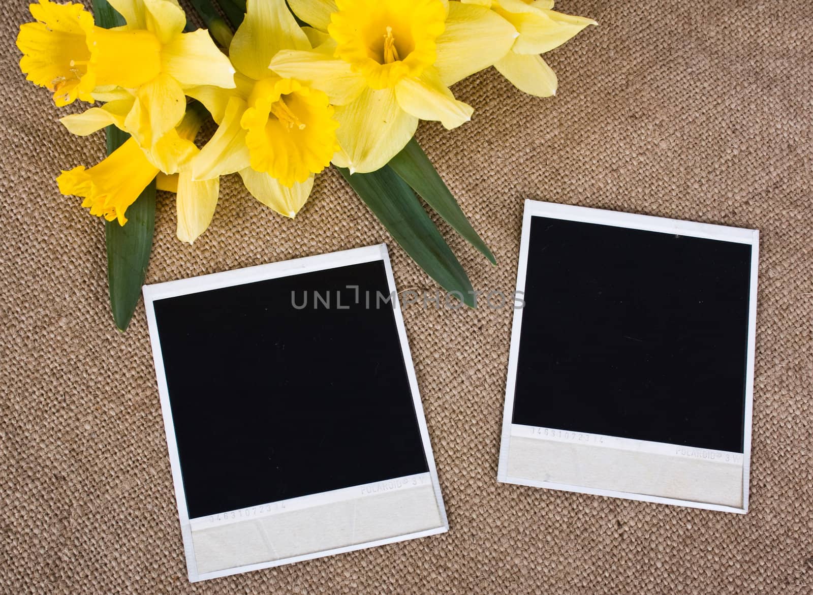 photo frame with yellow daffodils