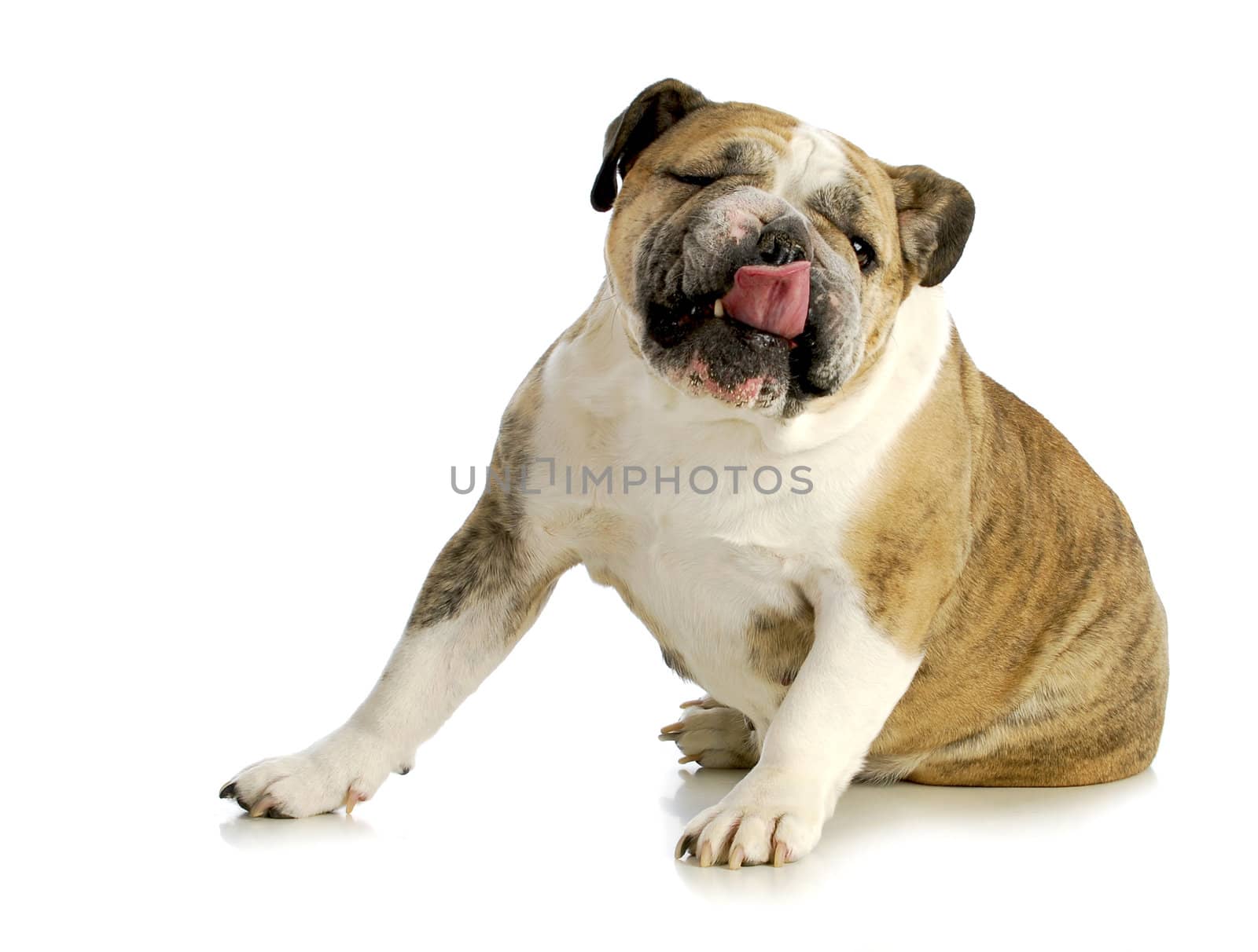 funny dog licking by willeecole123