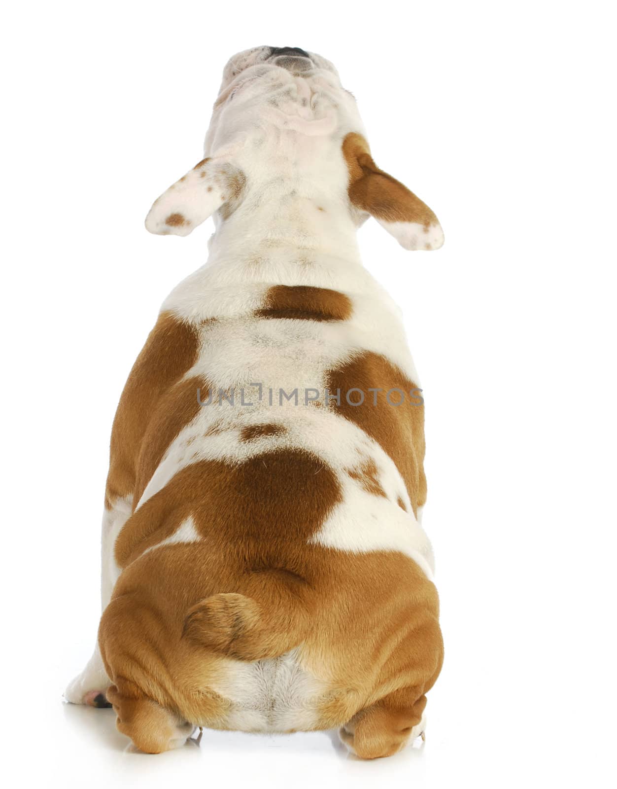 puppy looking up - english bulldog puppy from rear view looking up on white background