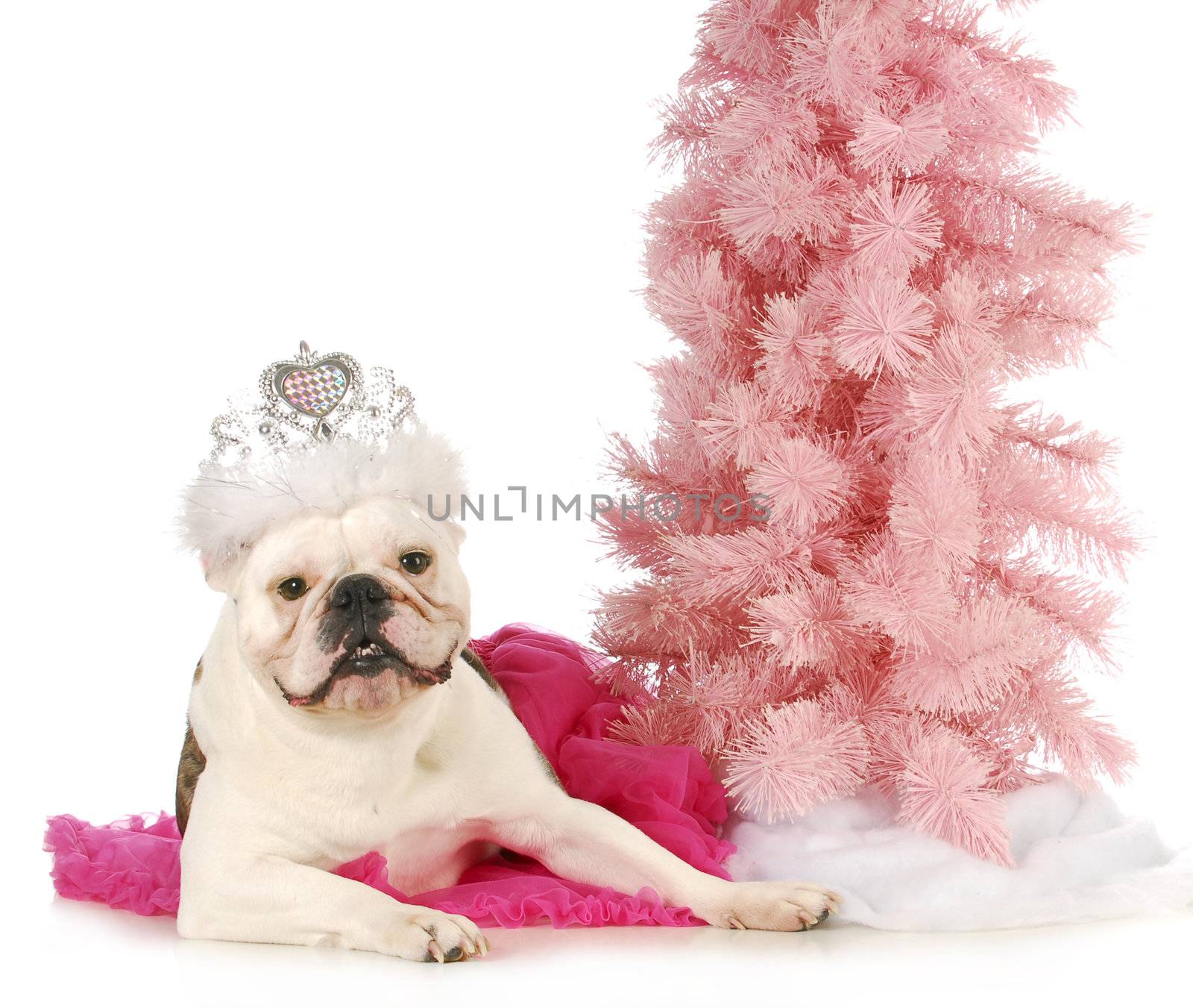 princess dog - english bulldog dressed up like a princess laying beside a pink tree