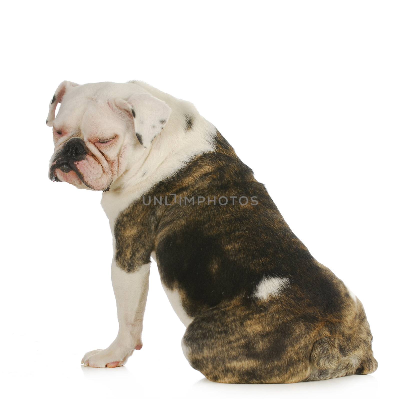 dog allergies - english bulldog with with pink skin from allergies