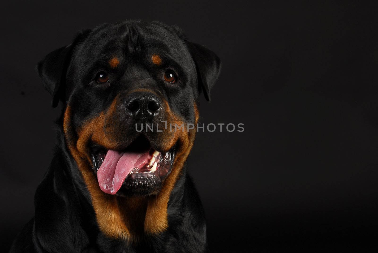 rottweiler panting with tongue out on black background