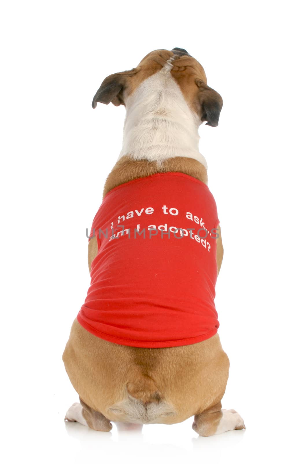 animal rescue or adoption - dog with back to camera with message on shirt "I have to ask .... am I adopted?"