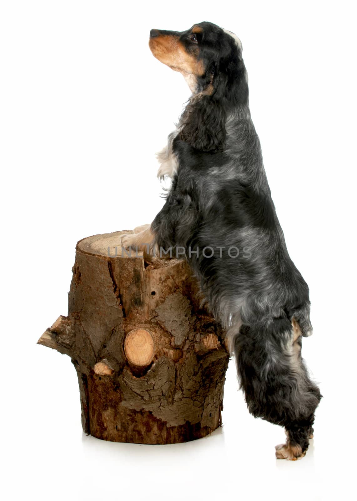 english cocker spaniel climbing on piece of pine stump isolated on white background