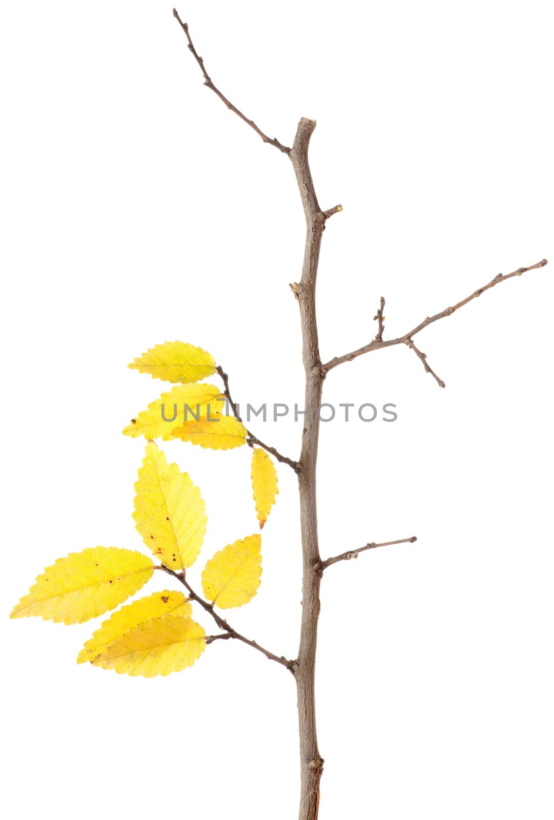 Autumn branch isolated on a white background