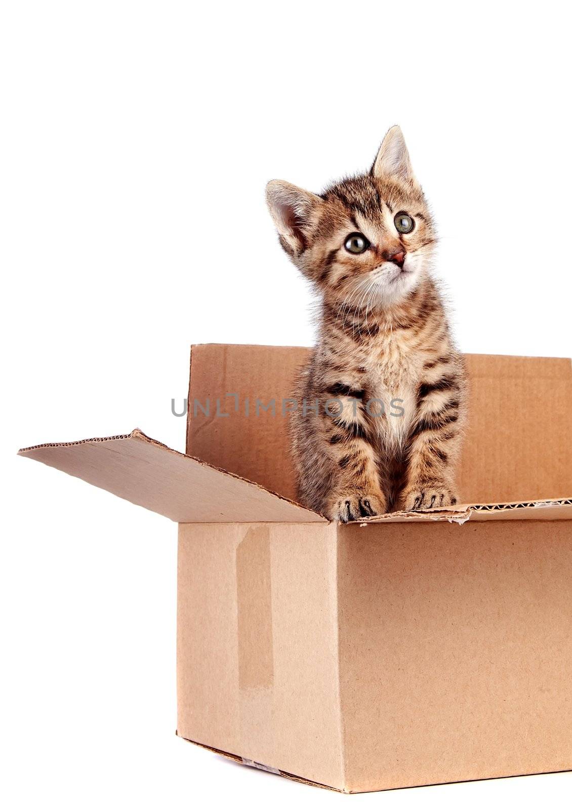 Kitten in a box on a white background