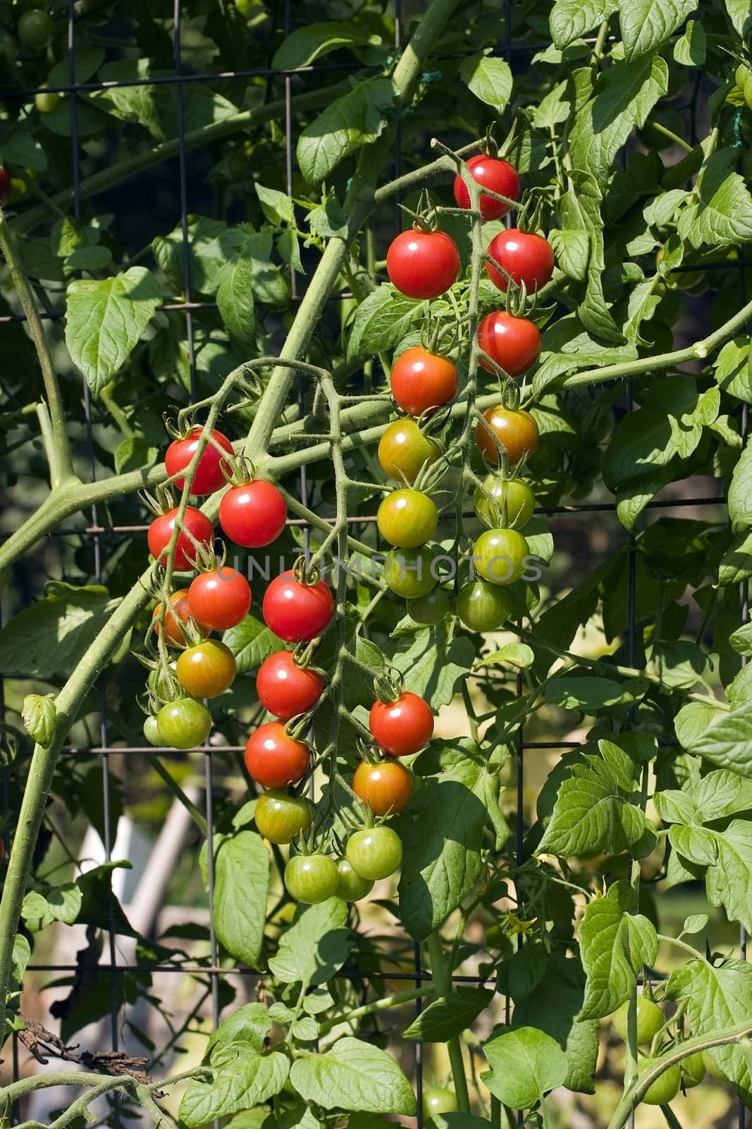 Cherry tomato vine growing up a garden wire trellis with ripe, unripe and semi-ripe fruit.