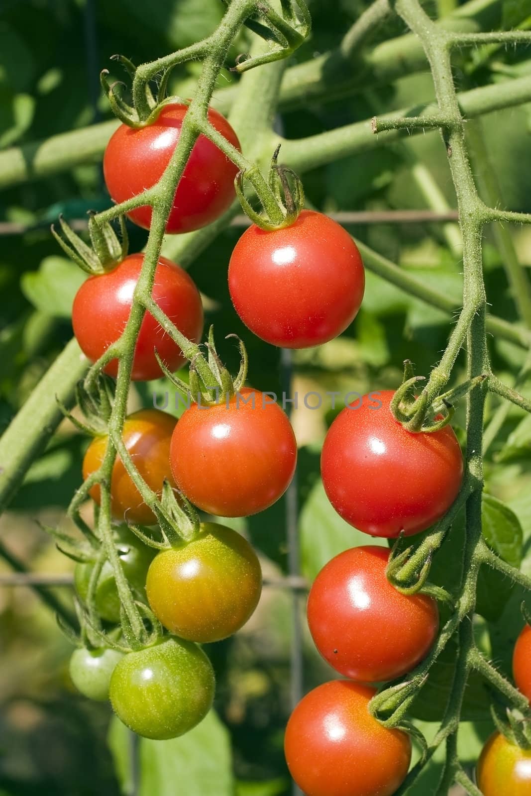 A hand of ripe and unripe cherry tomatoes growing up a garden trellis.