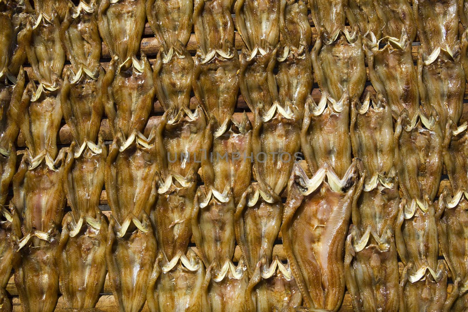 Freshly split Milkfish, Chanos chanos, a staple food throughout the Philippine Islands, drying in the sun.