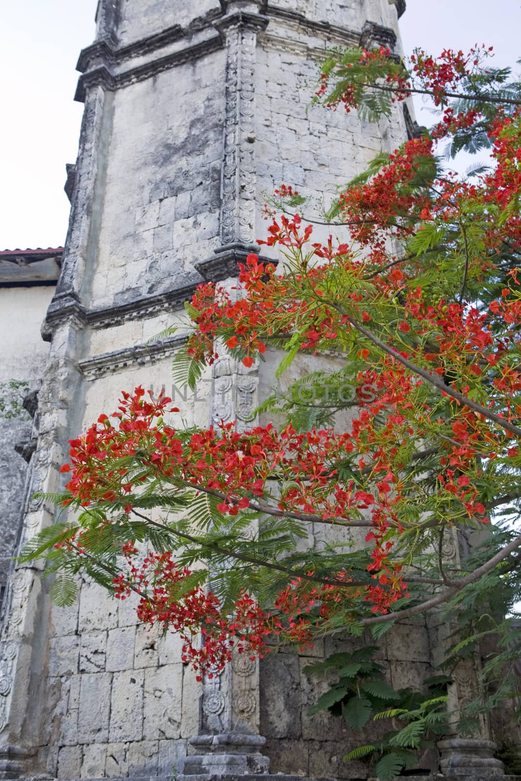 Vibrant red blossoms of the Flamboyant Flame Tree, Delonix regia, frame one of the limestone belltowers of the Baroque architectural design of the San Nicolas Tolentio parish church in Dimiao, Bohol Island, Bohol, Philippine Islands.
