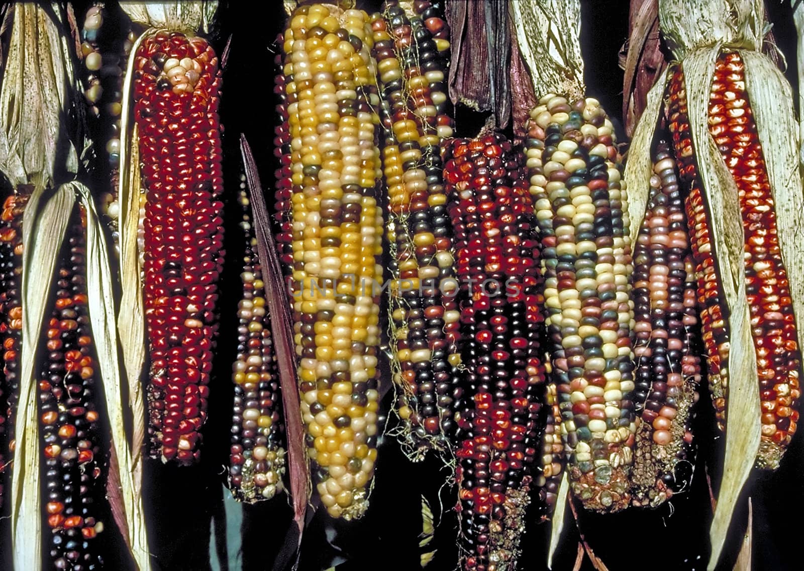 Several ears of colorful Indian Corn cobs hanging in the sun.