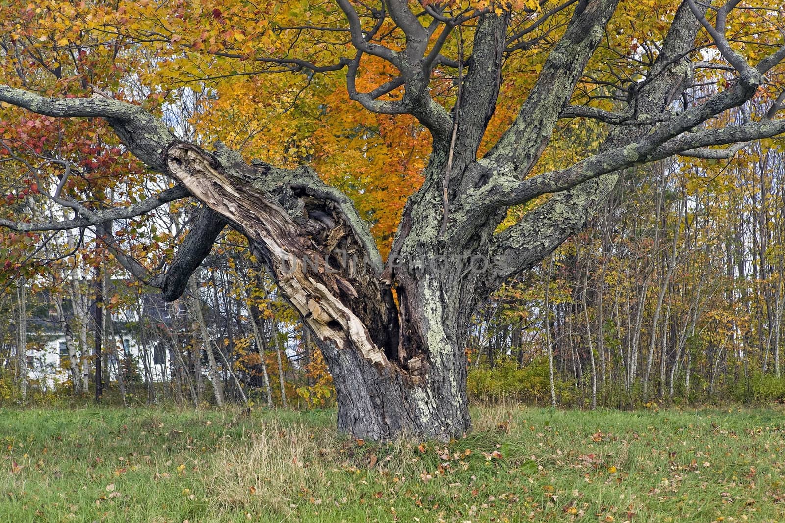 Vintage maple tree trunk split by a lightening strike. Autumn foliage colord leaves.