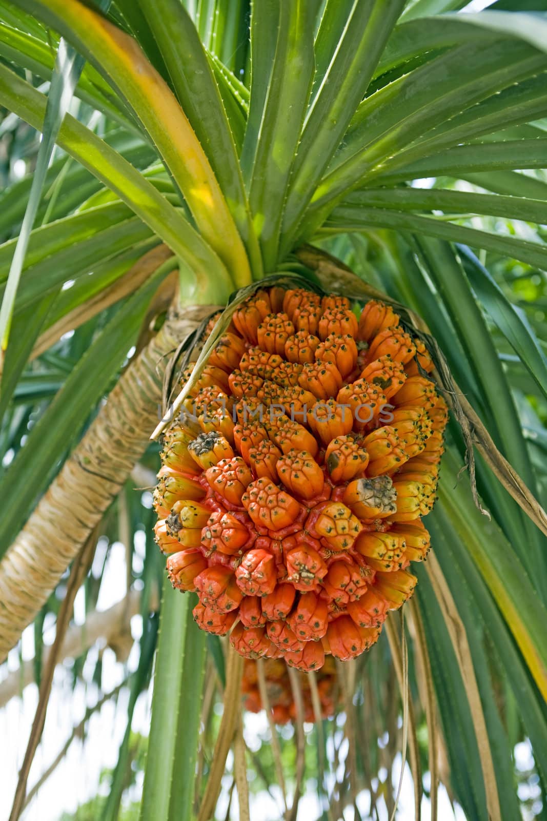 Orange, ripe pandanus fruit, also screw-pine, hanging from a tree ripe and ready for harvest. Above are its green, saw-tooth leaves.