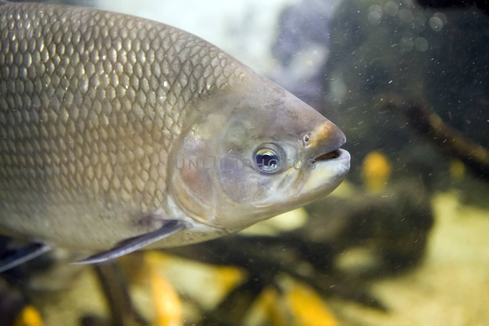 Close up of a freshwater Tambaquifish, Colossoma macropomum, showing silver scales, gills, eye, nostril and open mouth. The fish is swimming in an aquarium.