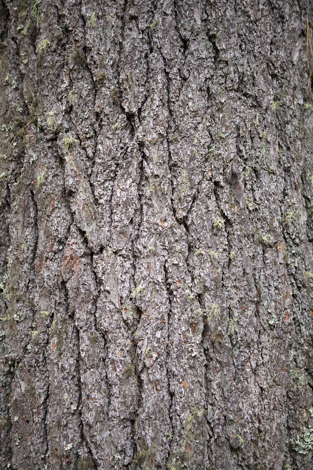 Abstract background - White Pine tree bark texture.