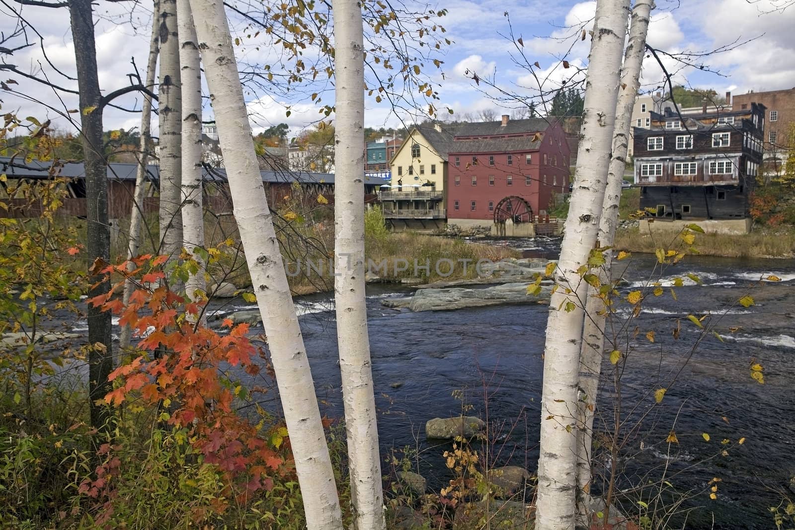 White birch trees with colorful autumn foliage growing along the Ammonoosuc River flowing through Littleton, NH. Background of blue sky, white clouds, covered bridge and old mill with water wheel.