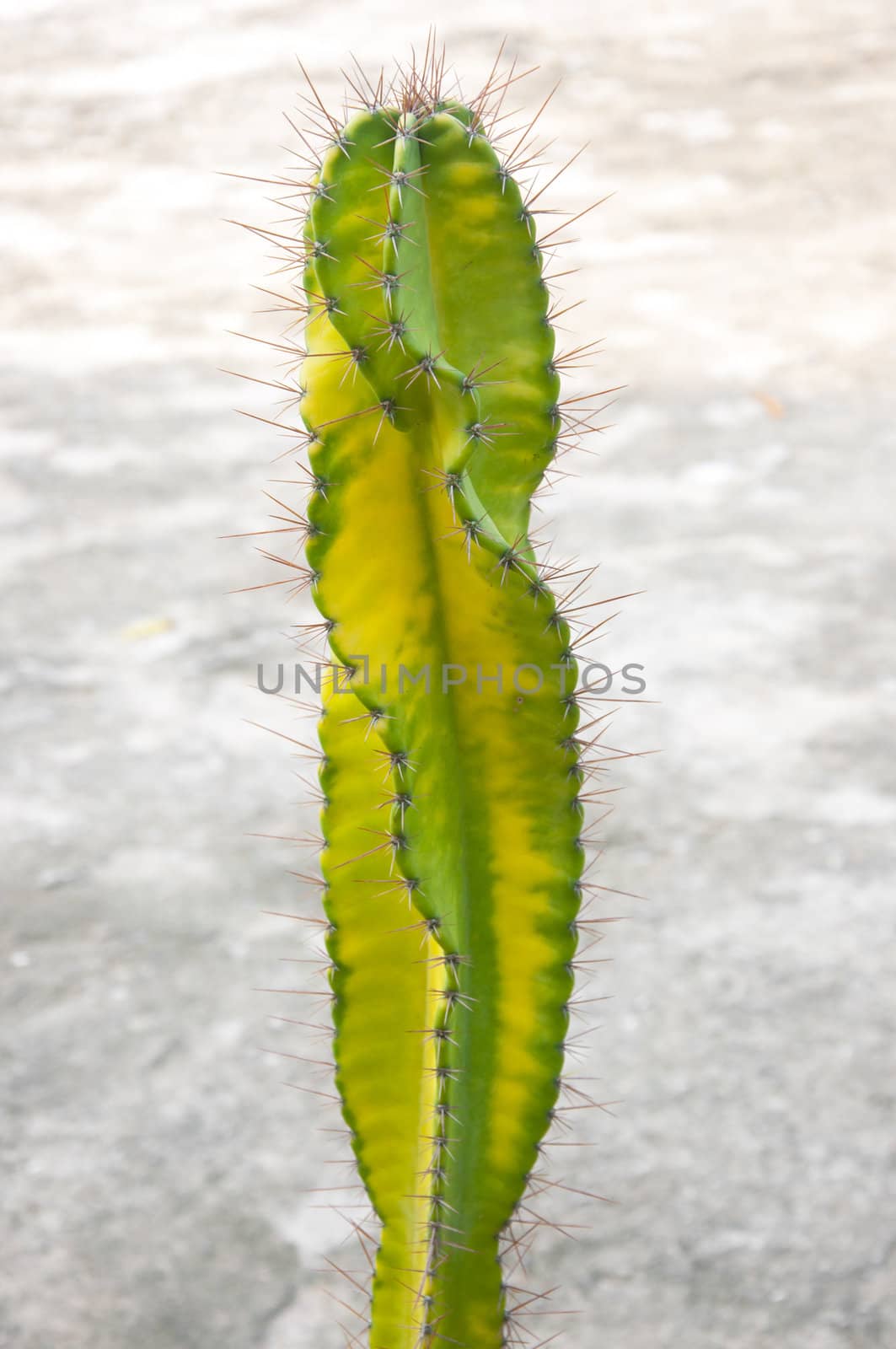 green yellow spike cactus plant in nature