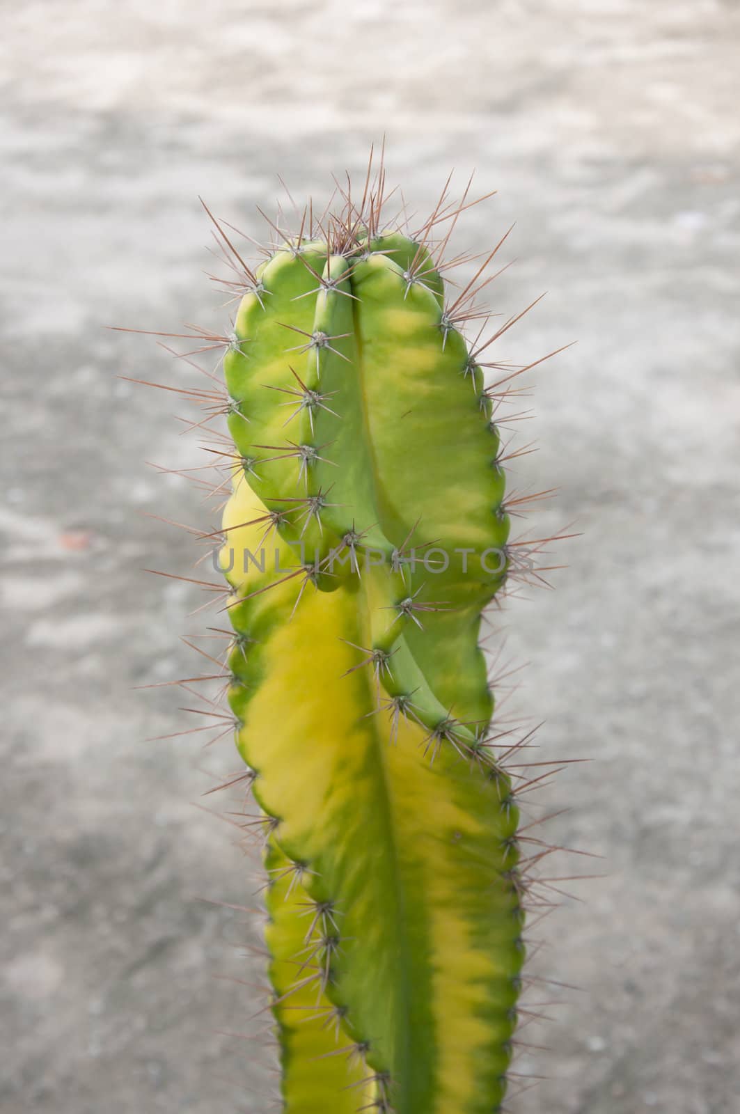 green yellow spike cactus plant in nature