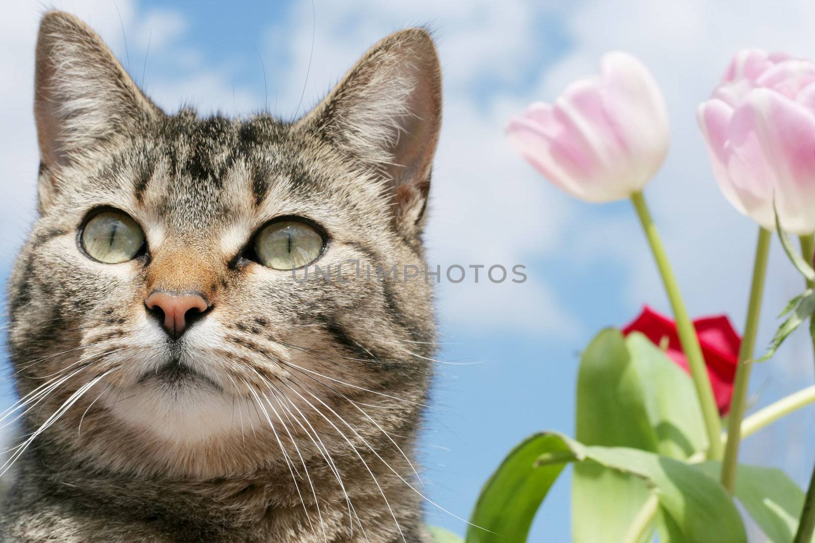 Gray tabby cat standing among tulips and blue skies