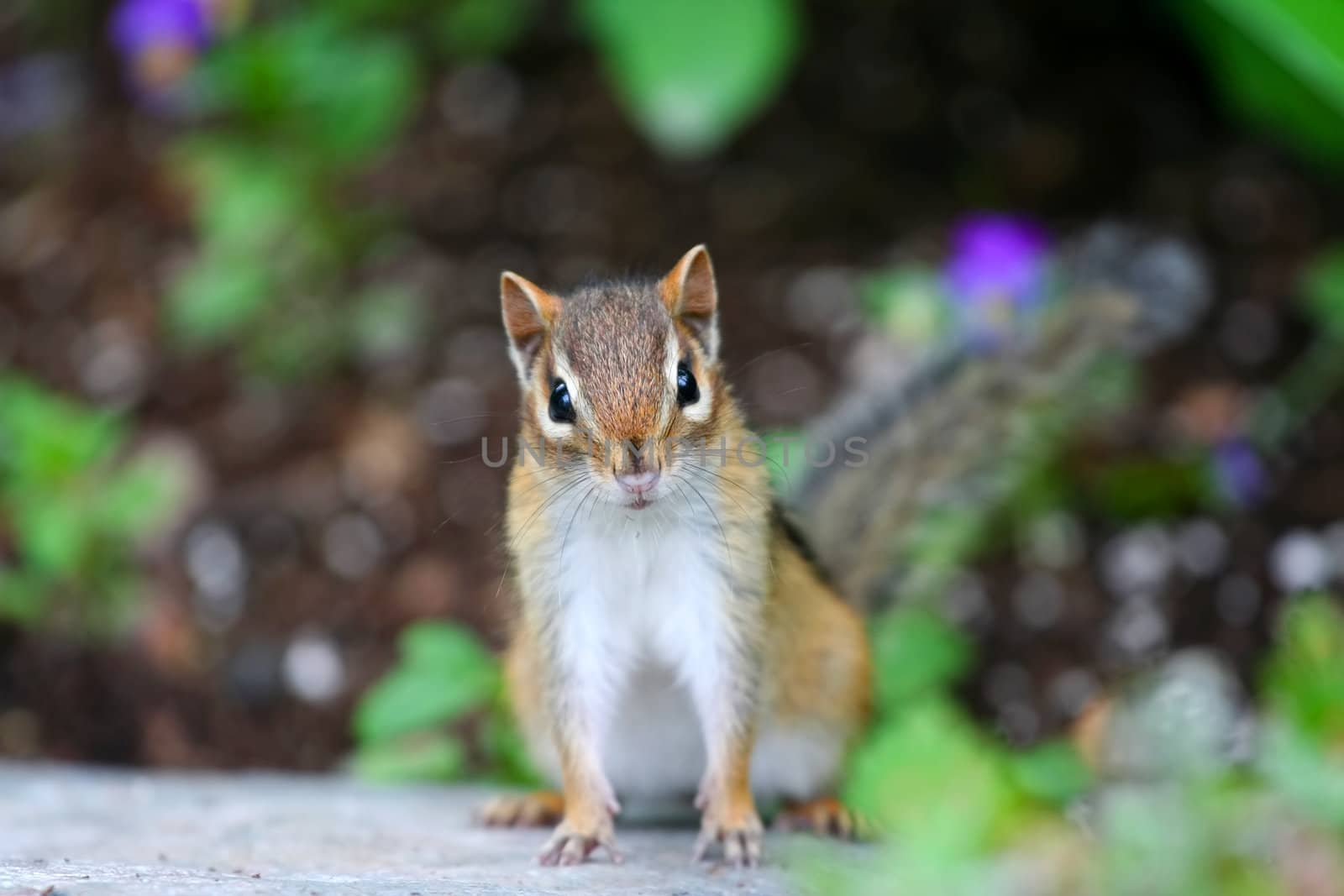 Adorable chipmunk on log looking on curiously