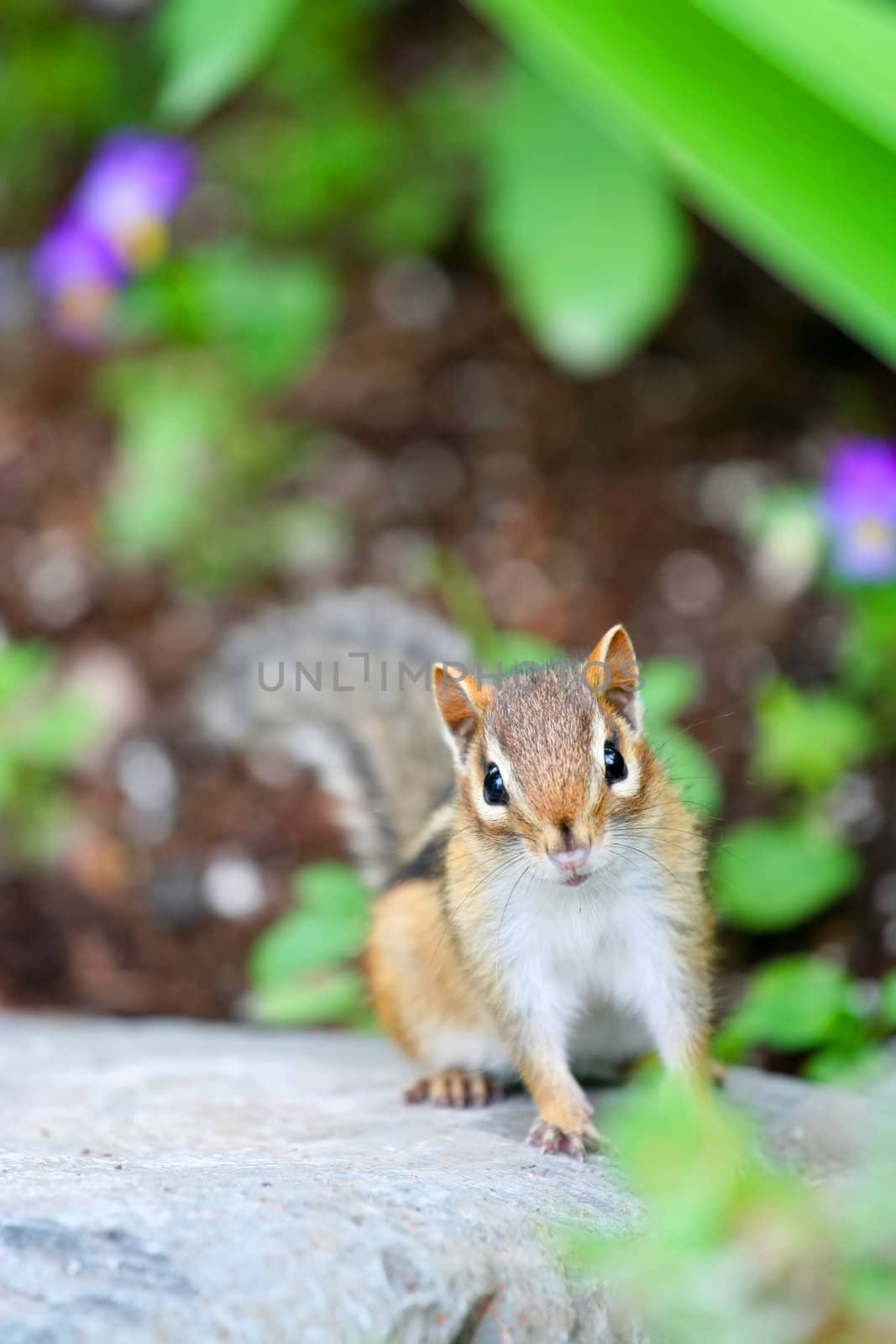 Adorable chipmunk on log looking on curiously by jarenwicklund