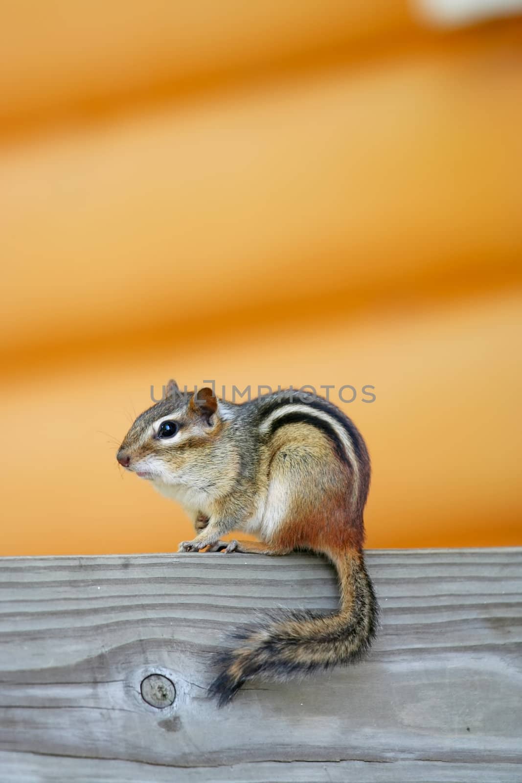 Adorable chipmunk sitting on log by jarenwicklund