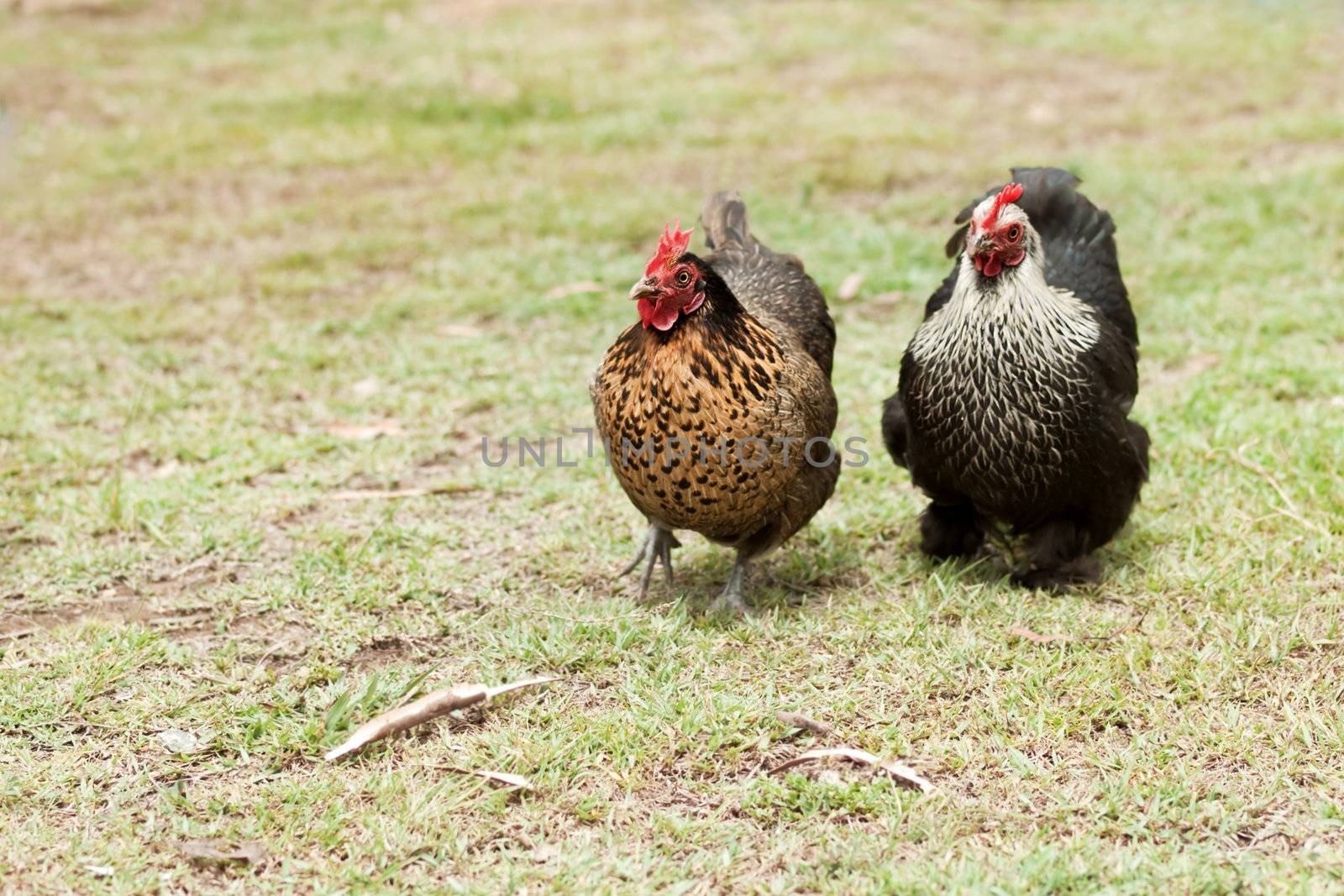 Two organic living free range bantam hens live poultry fowls on the farm
