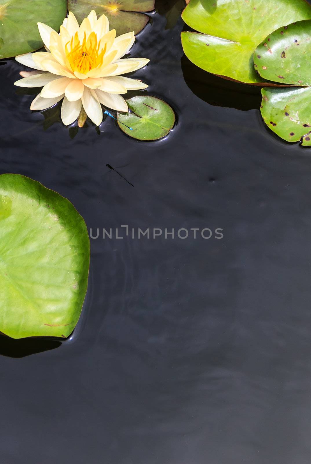 Water Surface with Floating Yellow Water Lily and Green Leaves