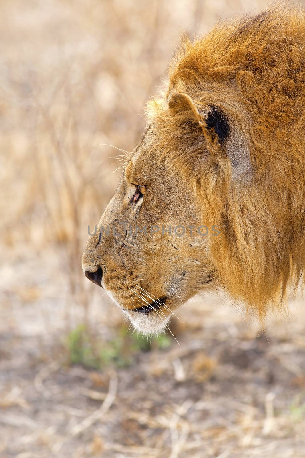 Wild lion by kjorgen