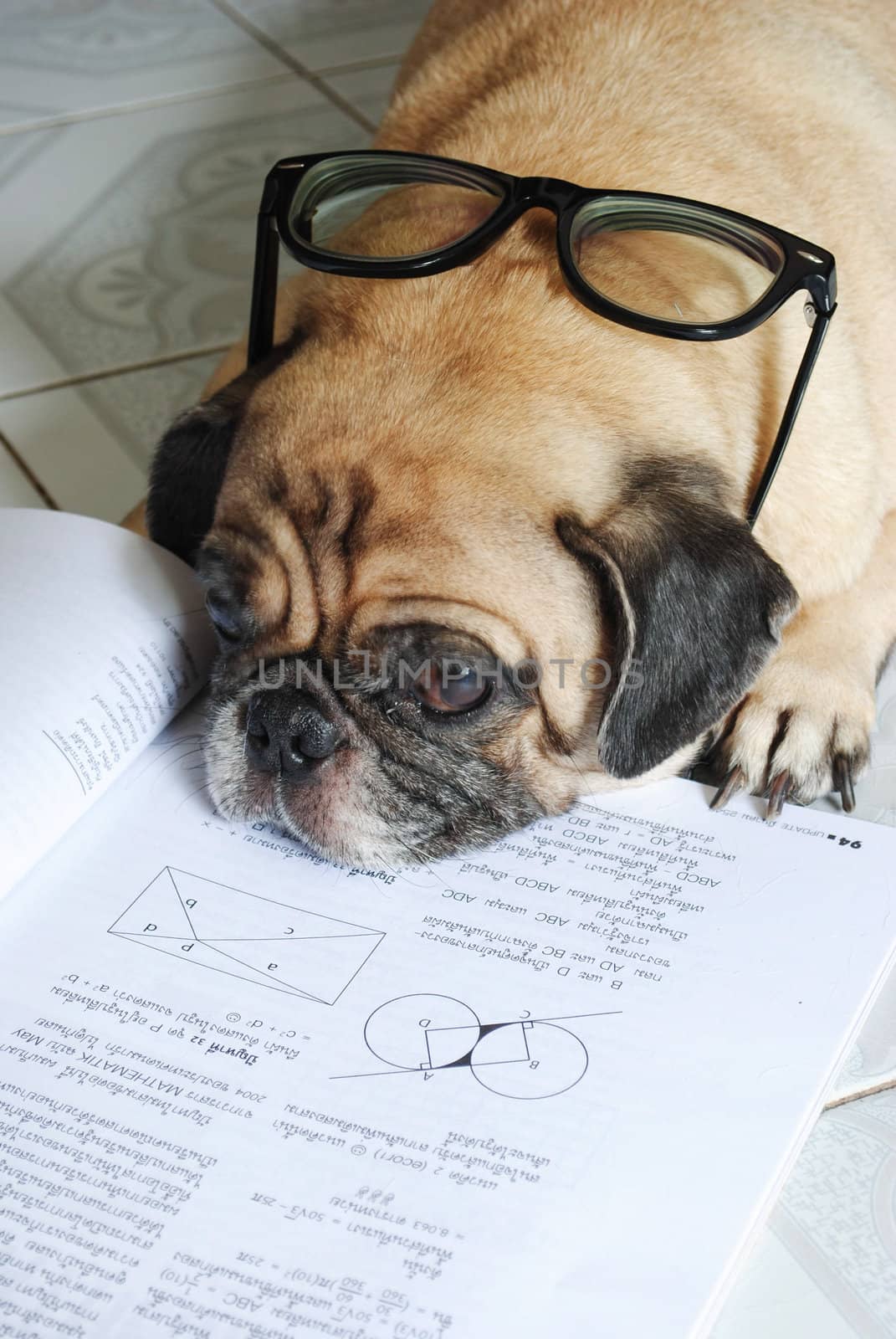 Dog Fell Asleep while doing her homework
