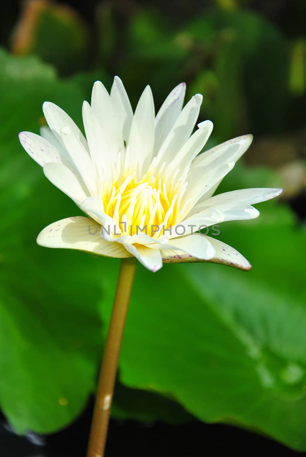 Water lily in the pond by jengit